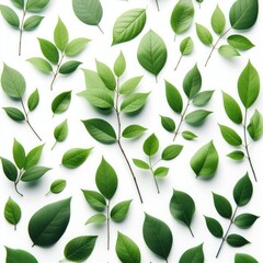 leaves isolated on a white background