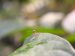 insect, nature, macro, dragonfly, bug, leaf, animal, wildlife, fly, grass, closeup, wings, wing, spider, butterfly, grasshopper, summer, flower, wild, fauna, plant, garden