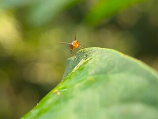 insect, nature, macro, dragonfly, bug, leaf, animal, wildlife, fly, grass, closeup, wings, wing, spider, butterfly, grasshopper, summer, flower, wild, fauna, plant, garden