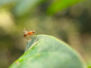 insect, nature, macro, dragonfly, bug, leaf, animal, wildlife, fly, grass, closeup, wings, wing, spider, butterfly, grasshopper, summer, flower, wild, fauna, plant, garden