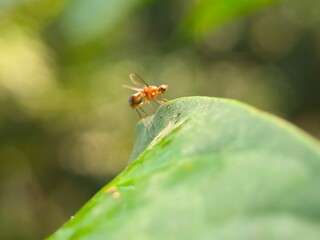 insect, nature, macro, dragonfly, bug, leaf, animal, wildlife, fly, grass, closeup, wings, wing, spider, butterfly, grasshopper, summer, flower, wild, fauna, plant, garden