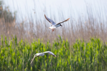 Fototapeta premium Pallas's gull, also known as the great black-headed gull seen in the Danube Delta, Romania