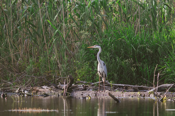 Gray heron in the Danube Delta, Romania