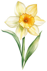 Fototapeta na wymiar Watercolor Narcissus PNG, December birth month flower