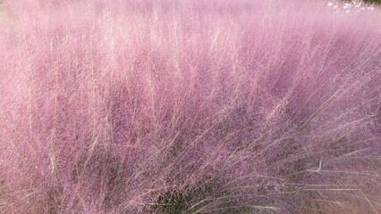 Pink Muhly that resembles lavender