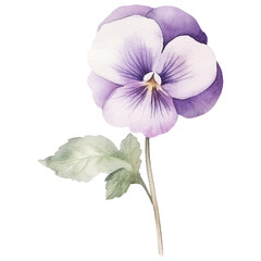 Watercolor Violet PNG, February Birth Month Flower, purple Violetisolated on transparent background