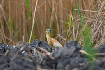 Obraz premium Squacco heron (Ardeola ralloides) in the wild