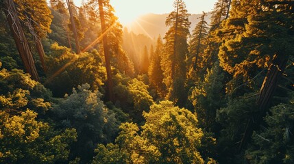 Iconic redwoods, drone's altitude, sun setting, lush greenery, high-definition sunset tableau in Sequoia Park Generative AI