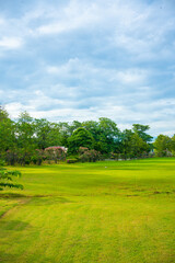 Green meadow grass in city public forest park with tree sky sunset light