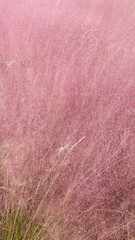 Pink Muhly that resembles lavender