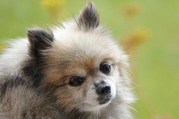 Portrait d'un petit chien chihuahua croisé spitz