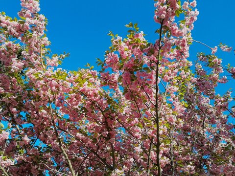 Pink summer/spring flowers