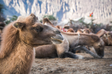 Wild Camels, Nubra Valley, Himalaya Mountains, Ladakh, India