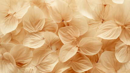Natural texture in a floral abstract, showcasing beige transparent leaves and flower petals as background or wallpaper