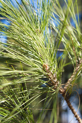 Brotes verdes j&oacute;venes de pino canario (Pinus canariensis) en el bosque de monta&ntilde;a de gran canaria, Islas Canarias, Espa&ntilde;a. Enfoque selectivo.