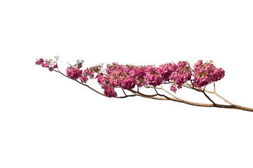 Picture of branch with many flowers isolated on transparent background png file.