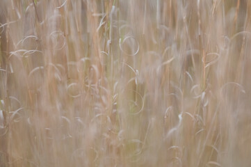 Grass texture abstract patterns, Exploring the Essence of Abstracted Grassland