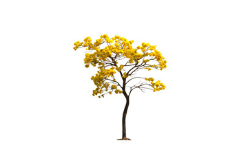 Image of yellow flowering tree in bloom isolated on transparent background png file.