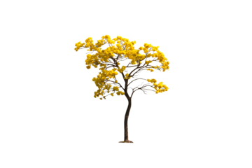 Image of yellow flowering tree in bloom isolated on transparent background png file.