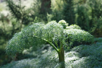 Canarian forest in the mountains. Ferula communis L. Green forest in gran Canarian High Mountains. Pico de las nieves.