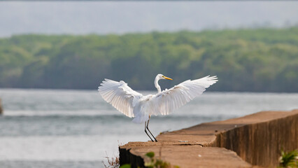 Egret spreading its wings