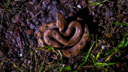 Humped nose viper