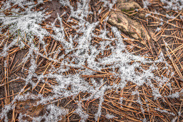 Snowy ground, grass and pine needles. Winter background. Season of cold and snow. Snow-dusted surface. Patterns of nature.