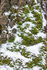 Snow-covered green moss on a tree trunk. How to determine the side of the world. Forest landscape. Tree close-up. Winter photo. North side.