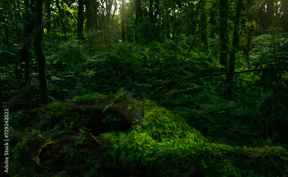 Canvas Prints dense dark green trees forest with rays of sunlight. forest ecosystem. biodiversity of the forest. g