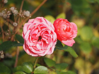 ピンクのバラ　バイランド　つぼみ