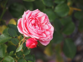 ピンクのバラ　バイランド　つぼみ