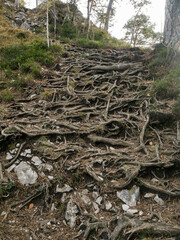 Steil ansteigender Pfad überdeckt mit Wurzeln