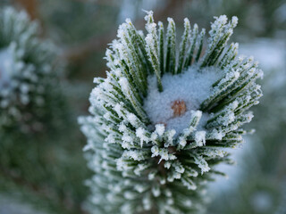 pine branch in frost 02