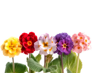 Colorful primrose flowers on white background. For easter and spring greeting cards with copy space. Generative AI