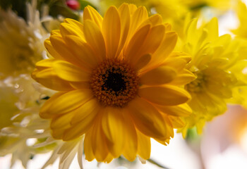 Fototapeta premium Im Garten und in der Natur: Eine Gerbera