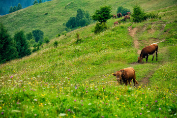 Cows graze on green meadows in flowers in a mountainous area