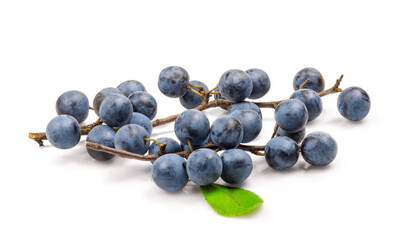 sloe berries on white