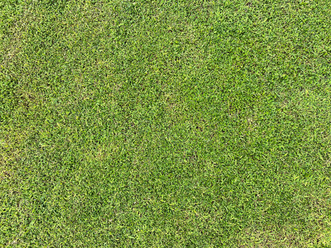 Green yellowish grass background, flat lay