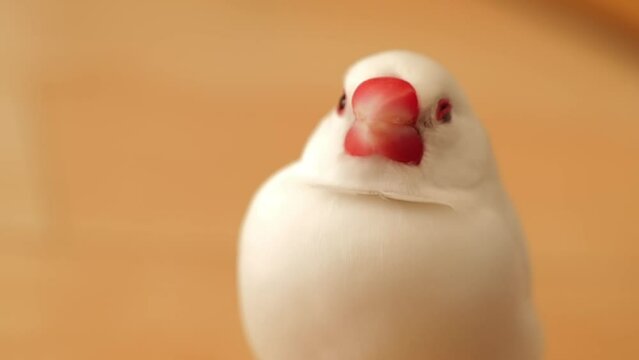 白文鳥アップ white javasparrow