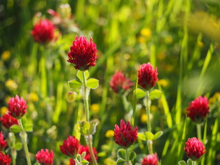赤い花　ストロベリーキャンドル