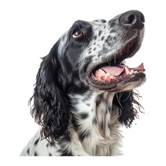 Studio headshot portrait of a black and white English Setter with mouth open looking forward