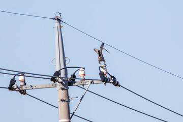 狩りのために飛翔する美しいウスハヤブサ（ハヤブサ科）。

日本国栃木県栃木市、渡良瀬遊水地にて。
ラムサール条約登録地。
2024年2月3日撮影。

Beautiful USU-Peregrine Falcon (Subspecies of falcons) (Falco peregrinus calidus, family comprising Falco falcons) in flight 