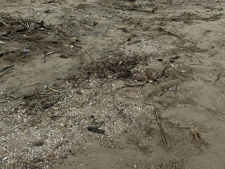 Sand beach with organic waste, tree branch, coral pieces