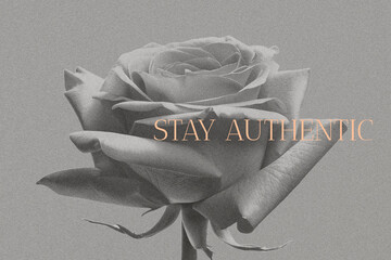 Stay authentic inspirational quote. Black and white vintage photo of a rose. Stylish motivational poster design.