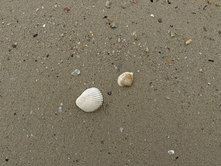 Fototapeta na wymiar Seashells on the grey sand beach background