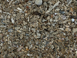 Seashells and coral stone pieces background, flat lay or top view