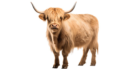 Portrait of a Scottish highland cow full body, front view, transparent, isolated on white background