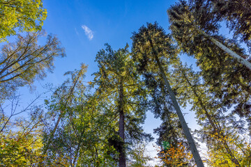 Fototapeta premium Im Garten und der Natur: Der Wald