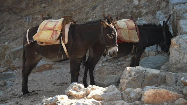 Donkeys stand in the shade and rest near the Acropolis of Lindos.