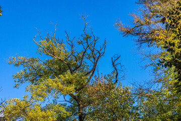 Fotospaziergang durch den Wald im November 2022